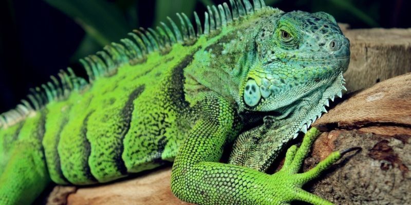 The Study of Reptiles | Animal Care Courses | learndirect